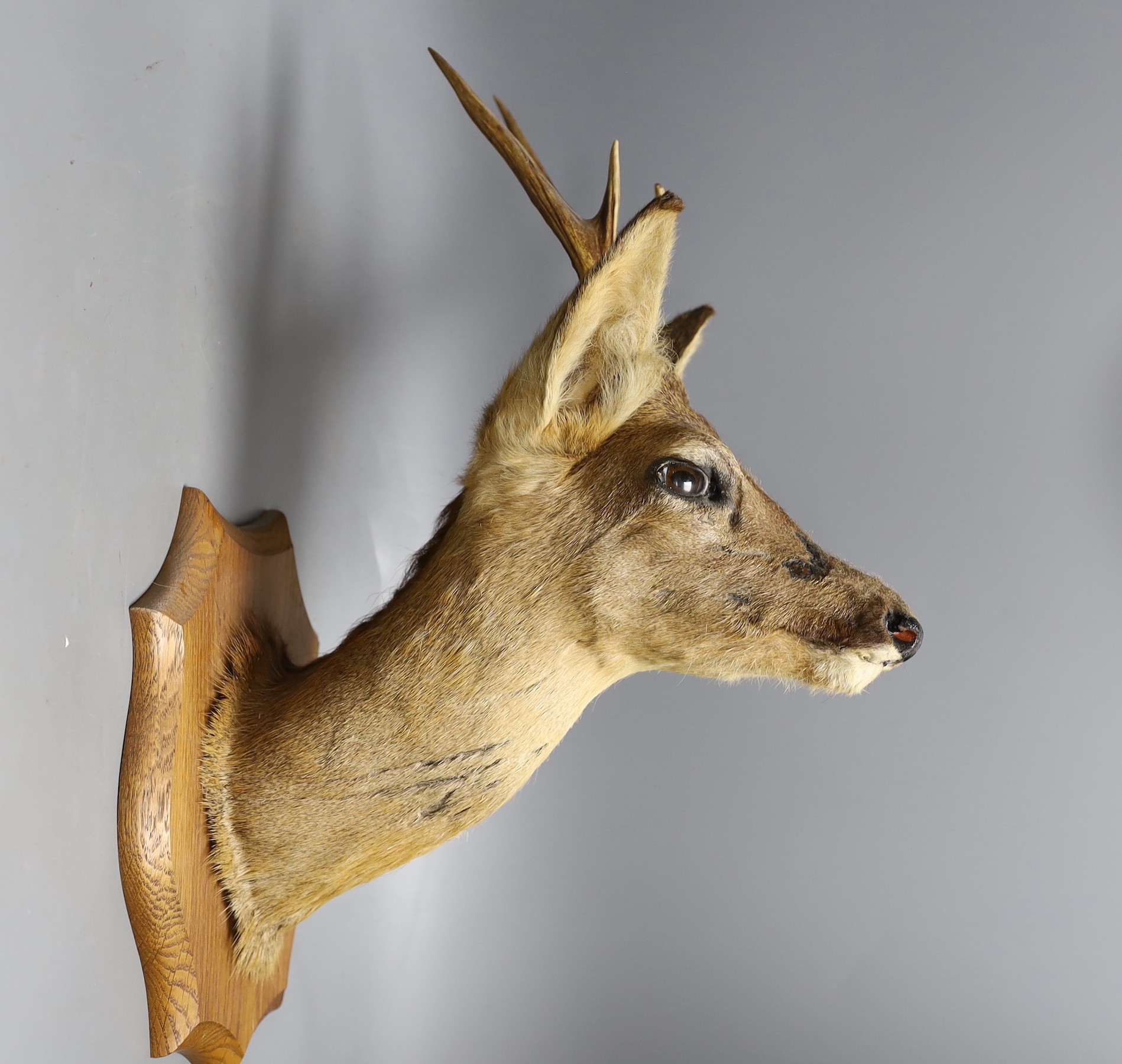 Taxidermy- three Roe Deer heads mounted on shields, largest 50 cm high